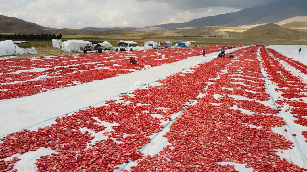 Süphan Dağı’nda yetişiyor 12 kilodan 1 kilo çıkıyor. Türkler 1 kilo bile alamıyor 15